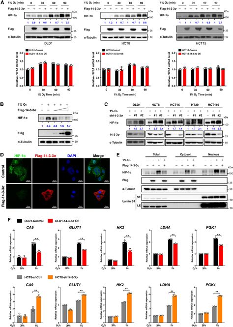 14 3 3σ Nedd4l Axis Promotes Ubiquitination And Degradation Of Hif 1α In Colorectal Cancer Cell