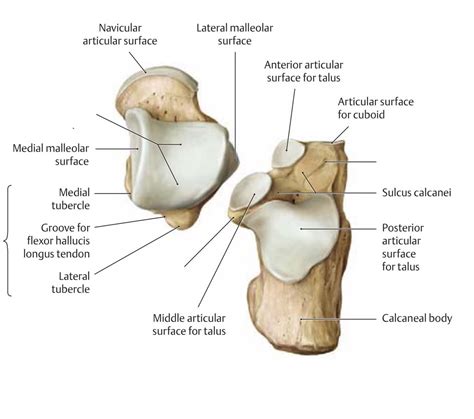 Talus Calcaneus Diagram Quizlet