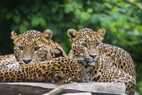 Sri Lankan Leopards Relaxing On The Platform Three Cute Sr Flickr