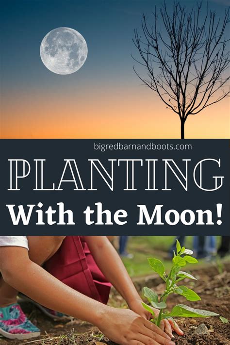 Planting With The Moon Moon Garden Veg Garden Garden Plants Plant