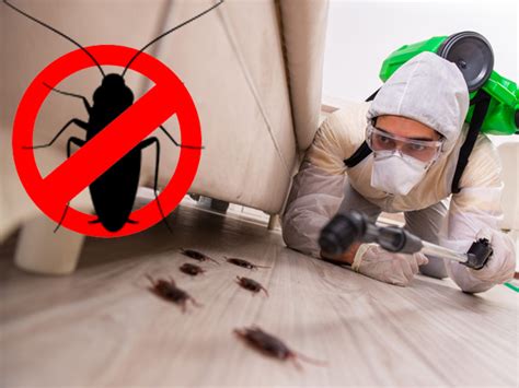 Pest Control Services Near Me: Shree Pest Control Services | Pest Control