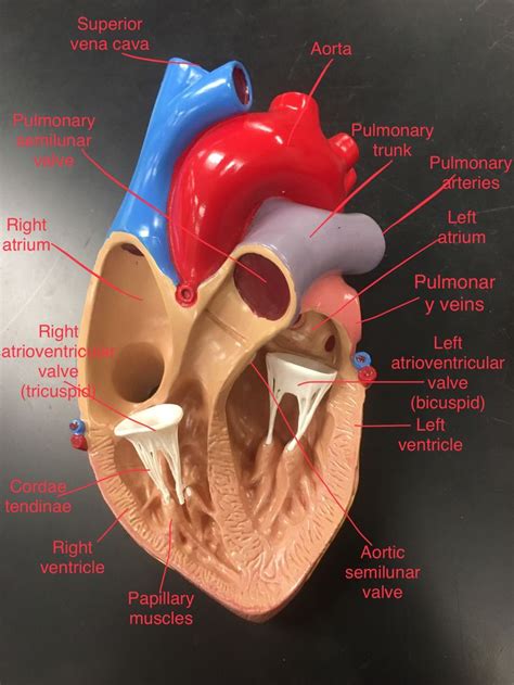 Parts Of A Heart Labeled