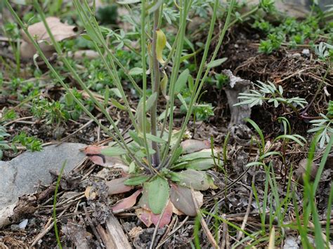 Arabette De Thalius Arabidopsis Thaliana Biodiv Crins Parc