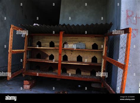 Pigeon Bird House Natural Photo Stock Photo Alamy