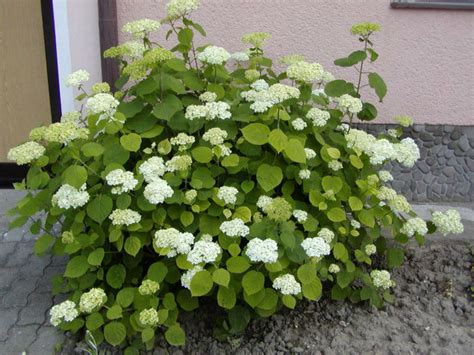 Hydrangea arborescens (Smooth Hydrangea) - World of Flowering Plants