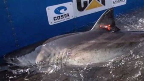 Katharine The Great White Shark Tracked Off Nc Coast Fox8 Wghp