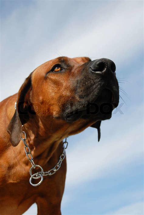 Rhodesian Ridgeback Stock Image Colourbox