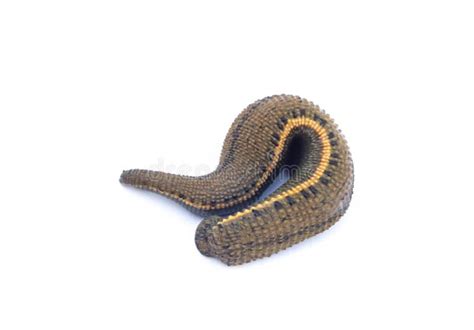 Leech Isolated On White Background Stock Image Image Of Leech White