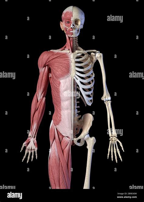 Oberk Rper M Nnliche Anatomie Von Muskel Und Skelettsystemen