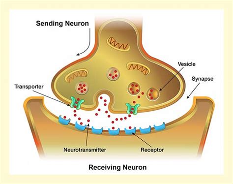 Impacts Of Drugs On Neurotransmission National Institute On Drug