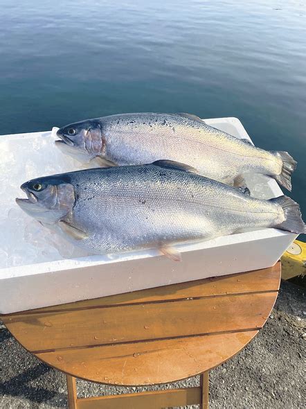 佐賀「玄海サーモン」 玄海養魚が九州唯一の養殖トラウト【漁業・養殖】和サーモン津々浦々〈8〉 みなと新聞 電子版