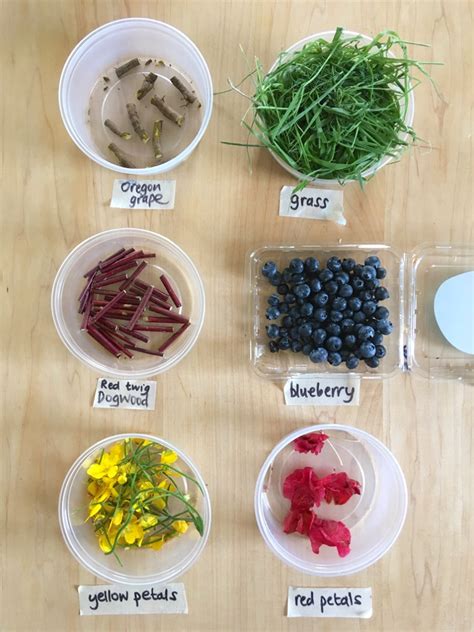 Extracting Dyes From Plants Ingridscience Ca