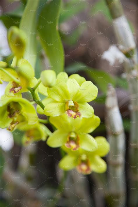 Green orchids | Nature Stock Photos ~ Creative Market