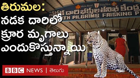 Tirumala Security లకషతప చరత దడ తరవత తరమల నడక మరగల