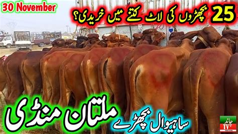 Multan Cow Mandi Latest Updates Today 30 11 2023 Multan Janwar Mandi