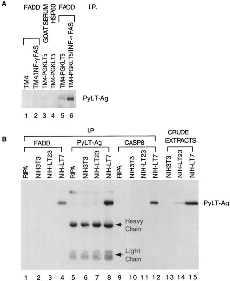 Pylt Ag Interact With Faddcaspase 8 And This Interaction Is Enhanced