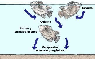 De Donde Toman El Oxigeno Los Peces Acido