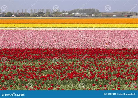 Flowerfields in Holland stock photo. Image of garden - 20722412