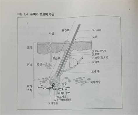 모발학 모발의 구조 네이버 블로그