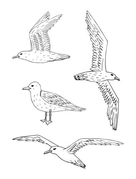 Vector Set Of Hand Drawn Doodle Sketch Sea Gull 33110900 Vector Art At