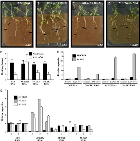 Mt Cre1 Rnai Roots Are Cytokinin Insensitive Download Scientific Diagram