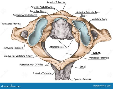 BOARD BW Atlantoaxial Joint, Superior View Stock Illustration ...