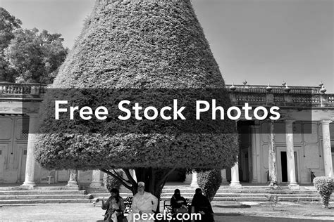 Sajek Tree Photos Download The Best Free Sajek Tree Stock Photos And Hd