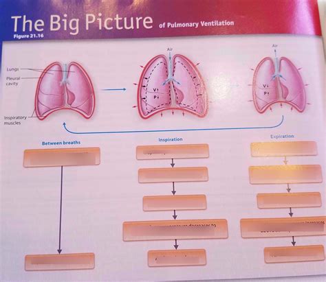 Pulmonary Ventilation Diagram Quizlet