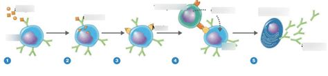 T Cell Dependent B Cell Activation Diagram Quizlet