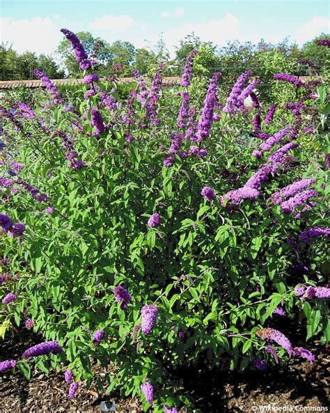 Buddleja Davidii BORDER BEAUTY Havlis Cz