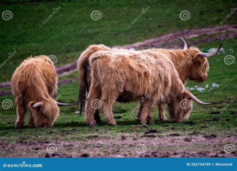 Portrait of Highland Cattle Breeds Standing on Grass Farm Stock Image ...