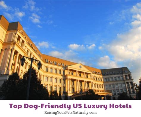 Top Dog-Friendly Luxury Hotels and Pet-Friendly 5 Star Boutique Hotels ...