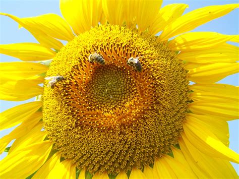 Yellow Sunflower Pollination - Free photo on Pixabay - Pixabay