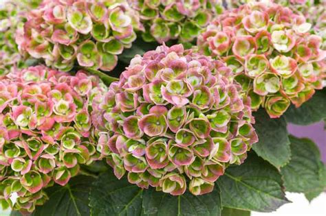 Hydrangea Macrophylla Amethyst