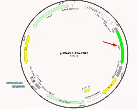 How To Read The Plasmid Map Adc Technologies