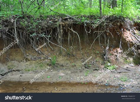 Highly Eroded Stream Riverbank Tree Roots Stock Photo 278686727