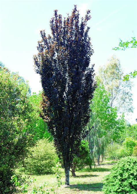 Prunus Oakville Crimson Spire Common Name Ornamental Plum 305mm Pot