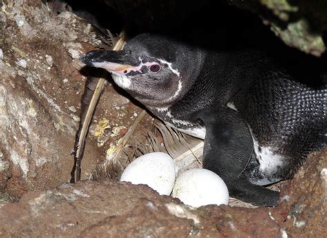 Galápagos Penguin – "OCEAN TREASURES" Memorial Library