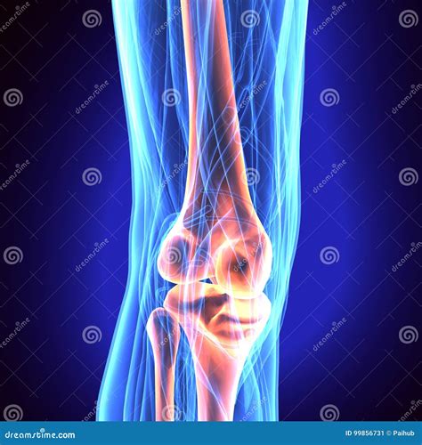 3d Illustration Of Patella Part Of Human Skeleton Stock Illustration