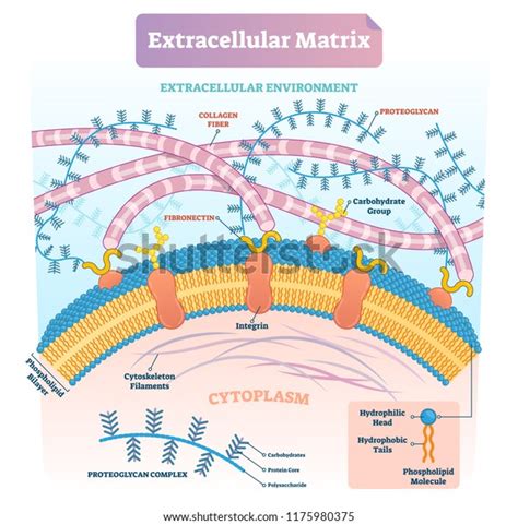 257 Matrix Collagen Images, Stock Photos & Vectors | Shutterstock