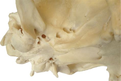 skull foramina Diagram | Quizlet