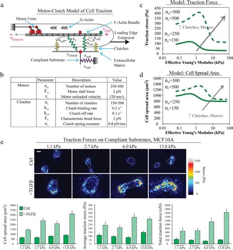 D Cultures Mcf A Cells Atcc Bioz