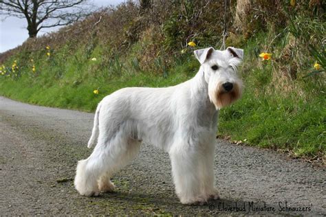 White Schnauzer Stud Dogs Black Silver Stud Dog Cloverbd Miniature