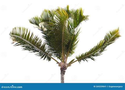 Foto Natural De Una Palmera Aislada En Blanco Imagen De Archivo