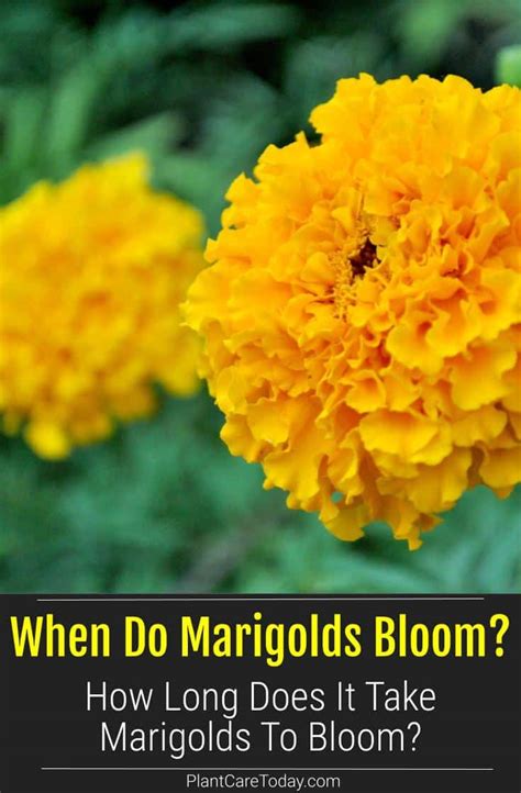 When Do Marigolds Bloom How Long Does It Take Marigolds To Bloom