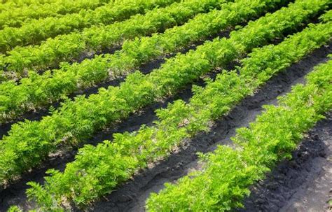 Agronomy Stock Photos, Images and Backgrounds for Free Download
