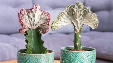 These Irresistible Mermaid Tail Succulents are Worthy of a Fairy Tale ...