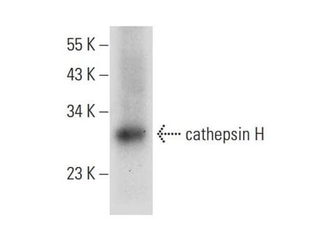 Cathepsin H F Scbt Santa Cruz Biotechnology