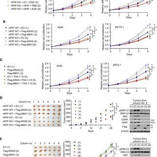 Hpip Is Required For Egfr Ras Erk Signaling Mediated Promotion Of