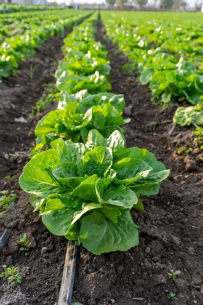 Campo Con Lechuga En Filas Dentro De Una Granja Foto Premium